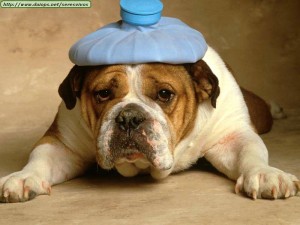 bulldog-with-headache