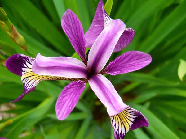 purple flower2