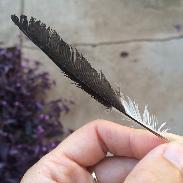 feather09042014